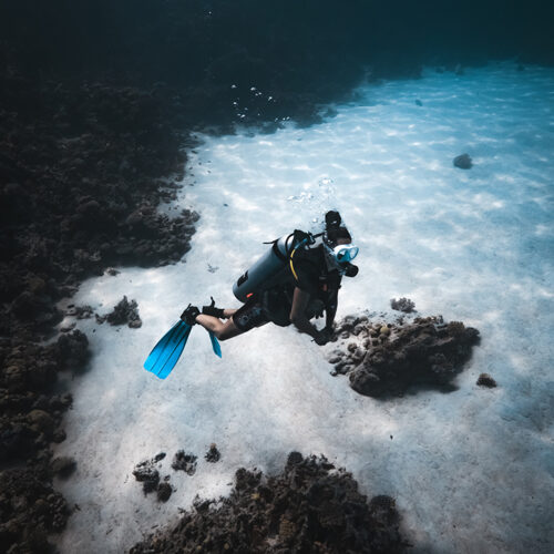 diver diving in the red sea