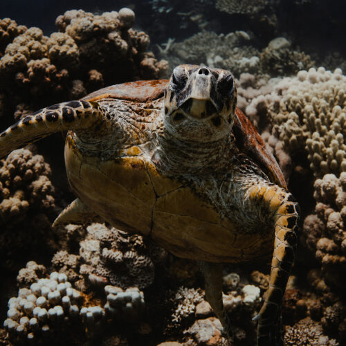 primer plano de una tortuga en el mar rojo