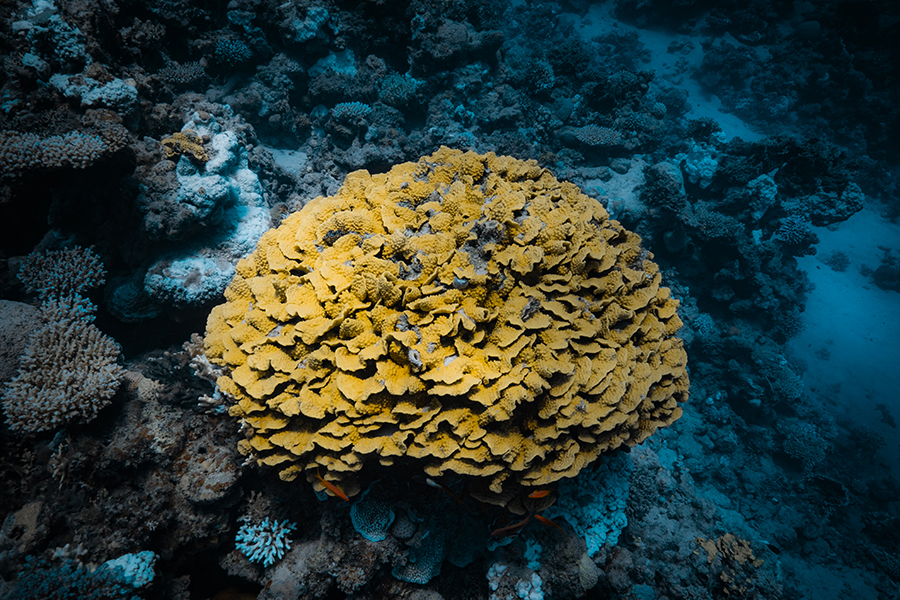 Coral duro en un arrecife del Mar Rojo durante un curso PADI Open Water en Dahab