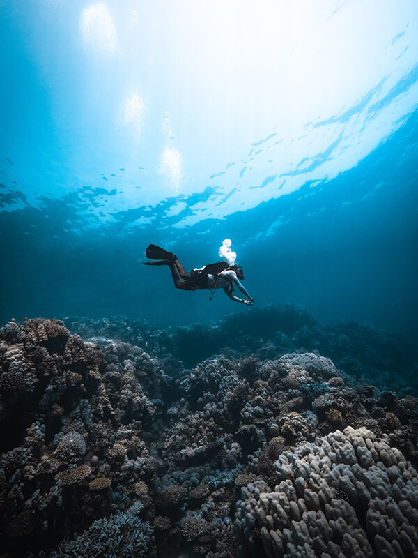 Curso PADI Open Water en Dahab: alumno buceando sobre los arrecifes del Mar Rojo