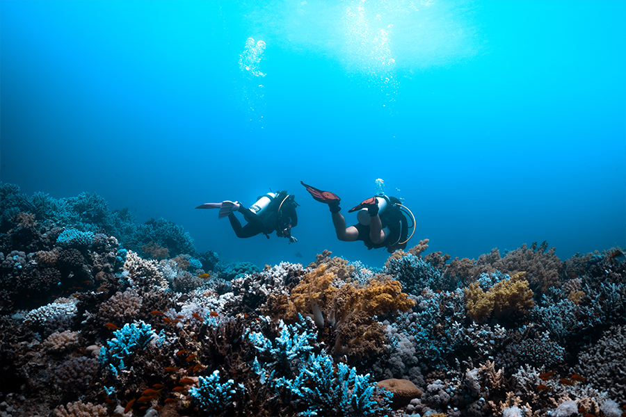 Alumnos realizando una inmersión del curso PADI Open Water sobre un arrecife del Mar Rojo