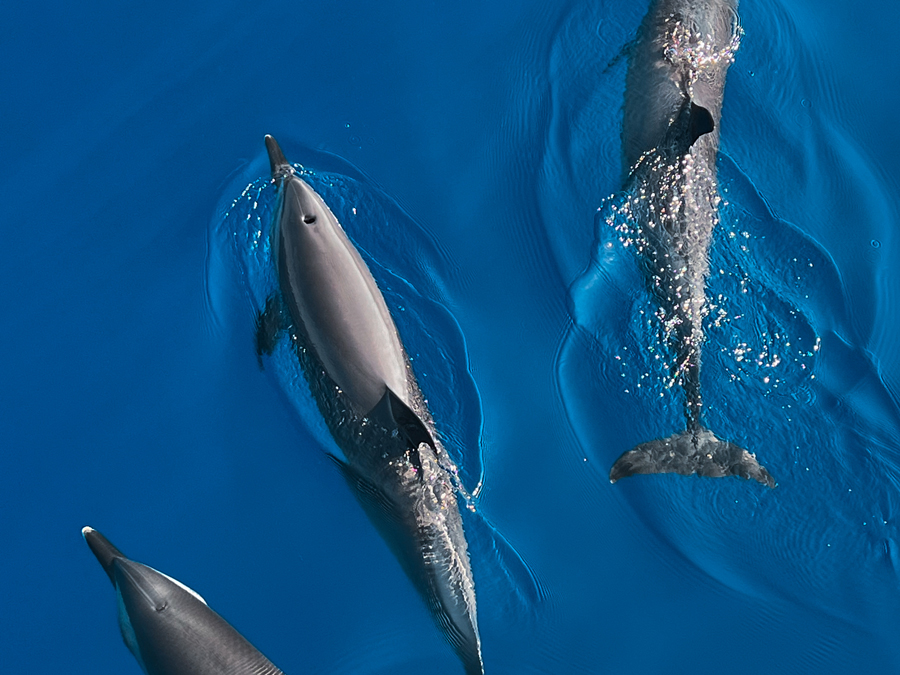 Grupo de delfines nadando bajo el agua en Dahab