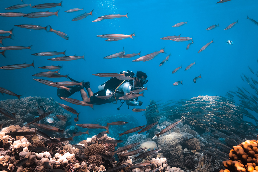 Diver surrounded by fish over a reef in Dahab, Red Sea