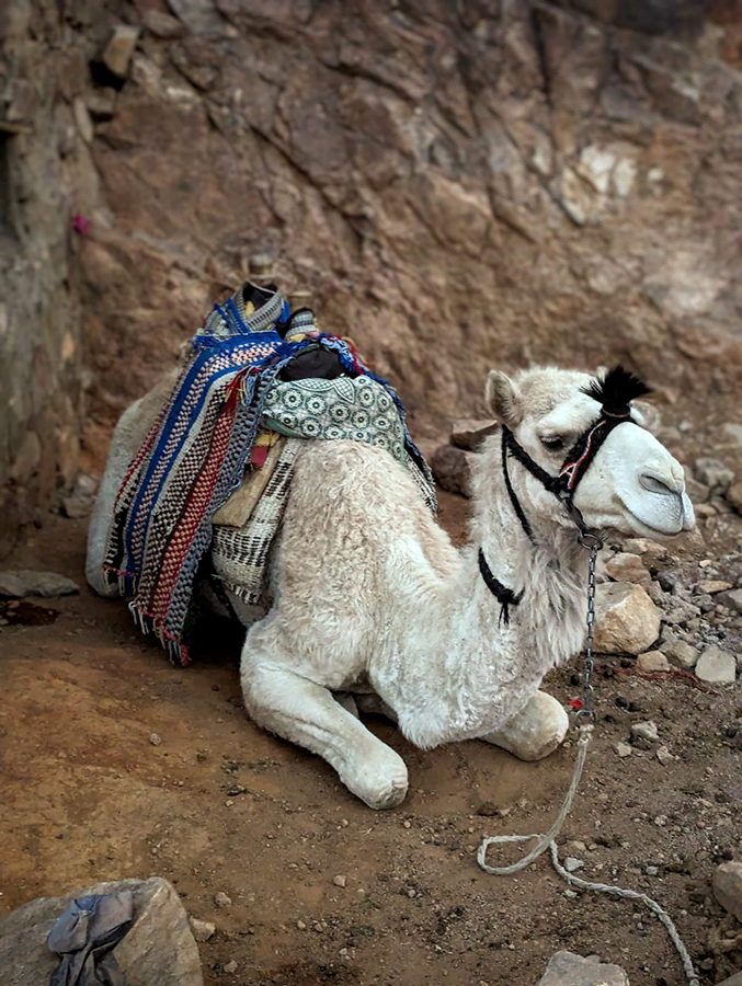 Camello descansando en Dahab, en la península del Sinaí